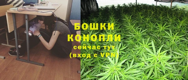 индика Новозыбков